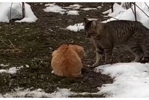 Третий не лишний: схватка мартовских котов