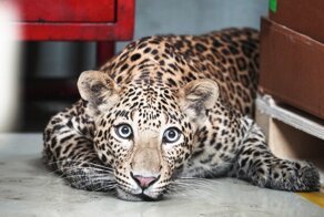 Леопард забрел на завод Mercedes-Benz