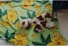 Юный любитель кошек