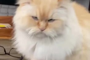 Тонкий намёк кота