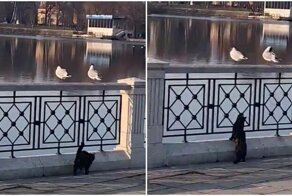 Птица унизила любопытного кота