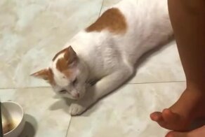 Кот притворился спящим и похитил рыбу