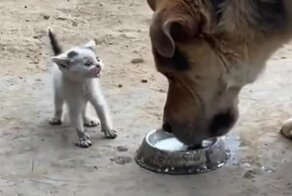 Маленький, но грозный котёнок
