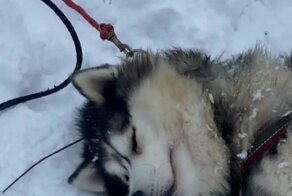 "Колёсико спустилось": хаски решил передохнуть