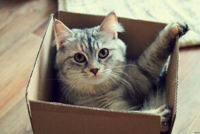 Чем прославился кот Шрёдингера