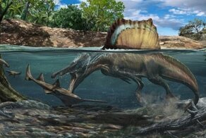 Самый большой хищный динозавр был подводным охотником
