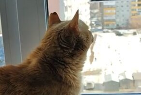 Кототелевизор: кот с большим интересом следит за птицей