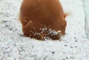 Знакомьтесь, картофельный иглобрюх