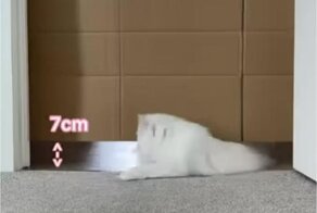 Котомиссия невыполнима