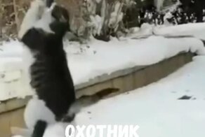 Ты-не ты, когда голоден
