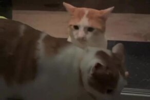 Кот и стеклянная дверь