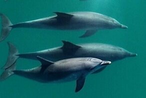 Популярная биология: самцы дельфинов вступают в "социальные сети"