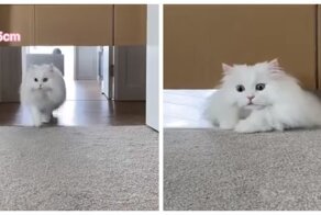 Миссия невыполнима: насколько узкую щель способна преодолеть кошка