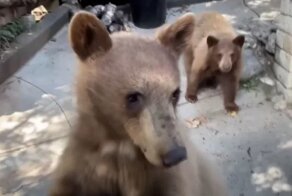 Голодный медвежонок дважды открыл дверь машины калифорнийца, пока тот ел бутерброд