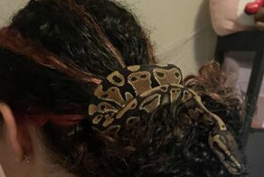 Спасенная змея в благодарность украшает прическу хозяйки