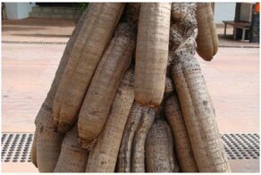 Жениться тебе, барин, надо: 20 удивительных пестиков и тычинок из растительного мира