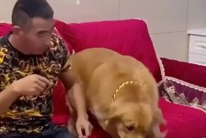 Око за око, корм за корм: месть собаки своему хозяину