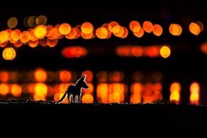 Конкурс The World Nature Photography Awards объявил победителей