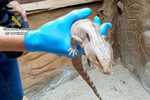 Питоны и кайманы: испанские полицейские изъяли более 100 экзотических животных из дома умершего человека