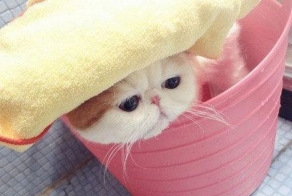 Милый котенок (7 фото)