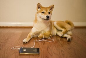 10 фактов, которые доказывают, что животные большие гуманисты