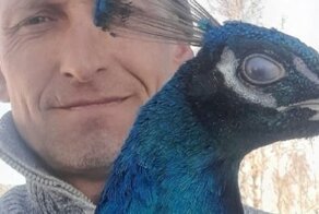 В Кемеровской области на железнодорожную станцию прилетел самый настоящий павлин