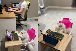 Вот так выглядит идеальный коллега