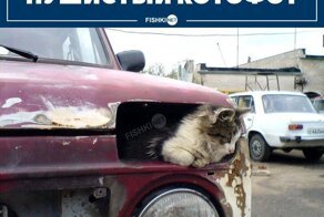 Сборник автомобильного юмора на пятницу