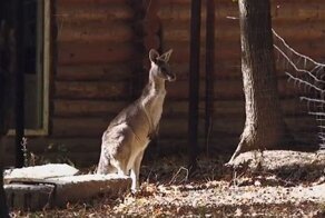 Добровольцы спасли из украинского зоопарка десятерых кенгуру