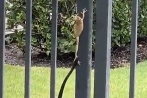 Змея осталась без обеда