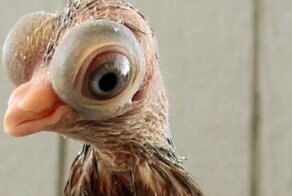 Этот голубь похож на персонажа фильмов ужасов