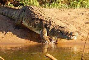 Житель Зимбабве чудом пережил жестокое нападение крокодилов