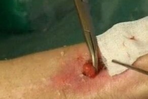 Необъяснимый симбиоз человека и кактуса