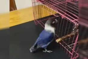 Умная птица научилась отделять мусор от денег