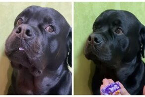 Миссия провалена: собаку поймали на краже