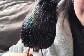 Скворец исполняет мелодию из фильмов про Гарри Поттера