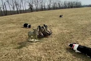 Командная работа пастушьих собак