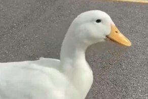 Как взять на ручки утку. Продолжение