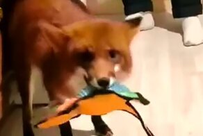 Реакция лисы на любимую игрушку