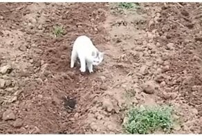 Незаменимый пушистый помощник