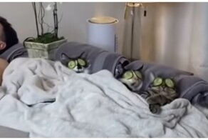 Кошачий сеанс СПА-терапии