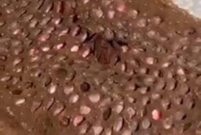  Как появляются на свет детёныши суринамской пипы