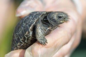 В британском зоопарке впервые родились детёныши галапагосских черепах
