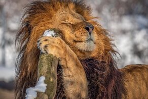 В чешском зоопарке живёт лев-фотомодель