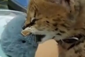 Железная хватка: котёнок решил опробовать товар перед покупкой