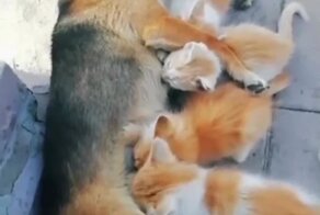 Собака кормит котят грудью 