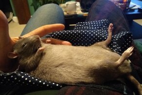 Крысы — источник умиления и радости