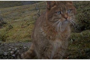 Несколько мгновений из жизни диких кошек,  находящихся на грани вымирания