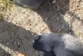 Пушистые пираньи: кормление голодных манулов