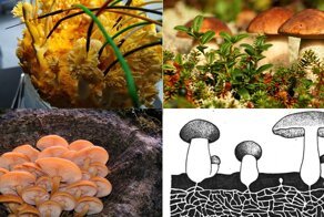 Скажи мне что-нибудь на грибном: ученые выяснили, как общаются грибы